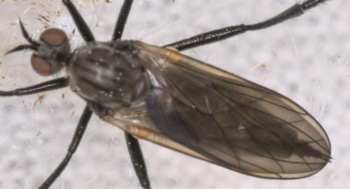 Rhamphomyia sp.